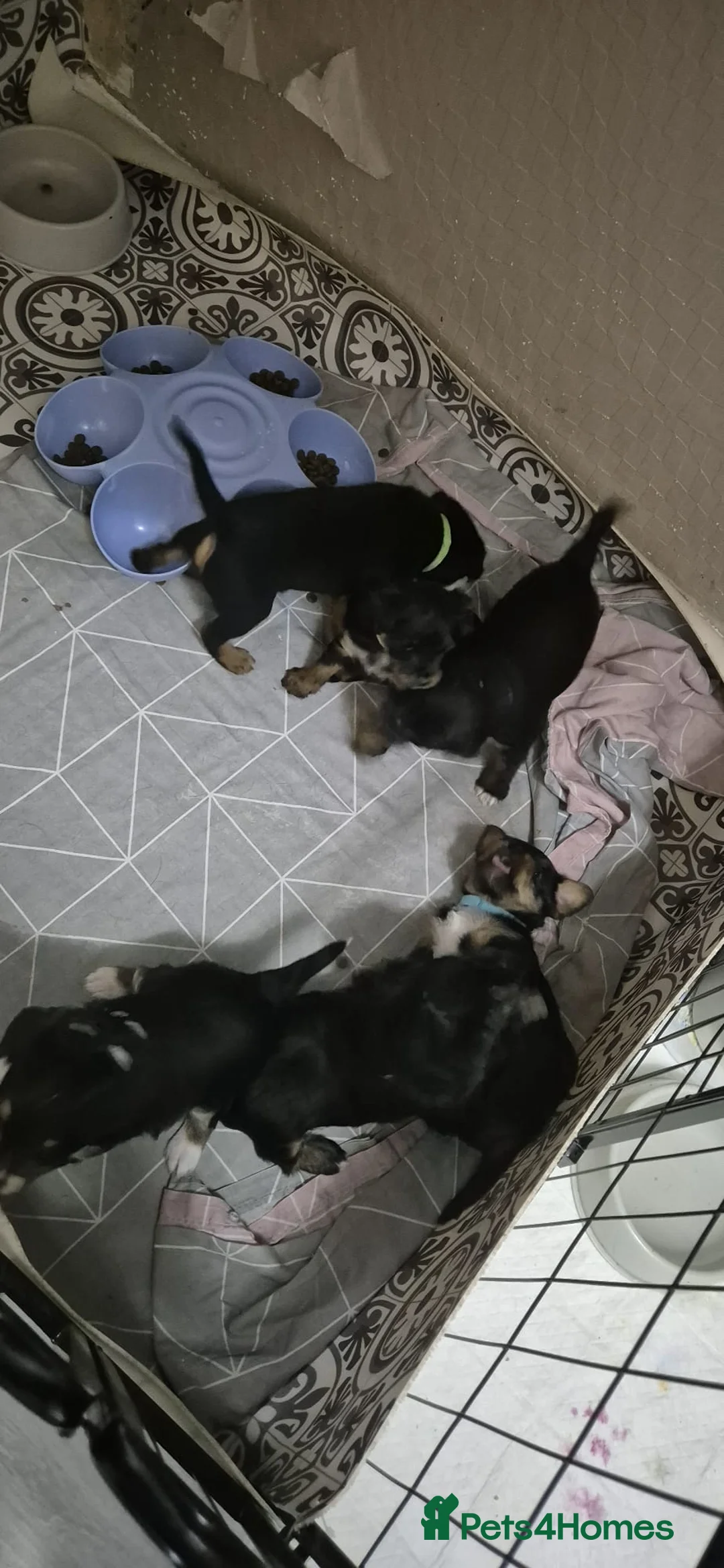 Mixed Breed dogs for sale: Yorkshire terrier mix brider - Advert 16