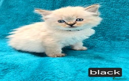 Ragdoll cats for sale: PEDIGREE GCCF REG CHAMPION LINE RAGDOLL KITTENS - Image 18