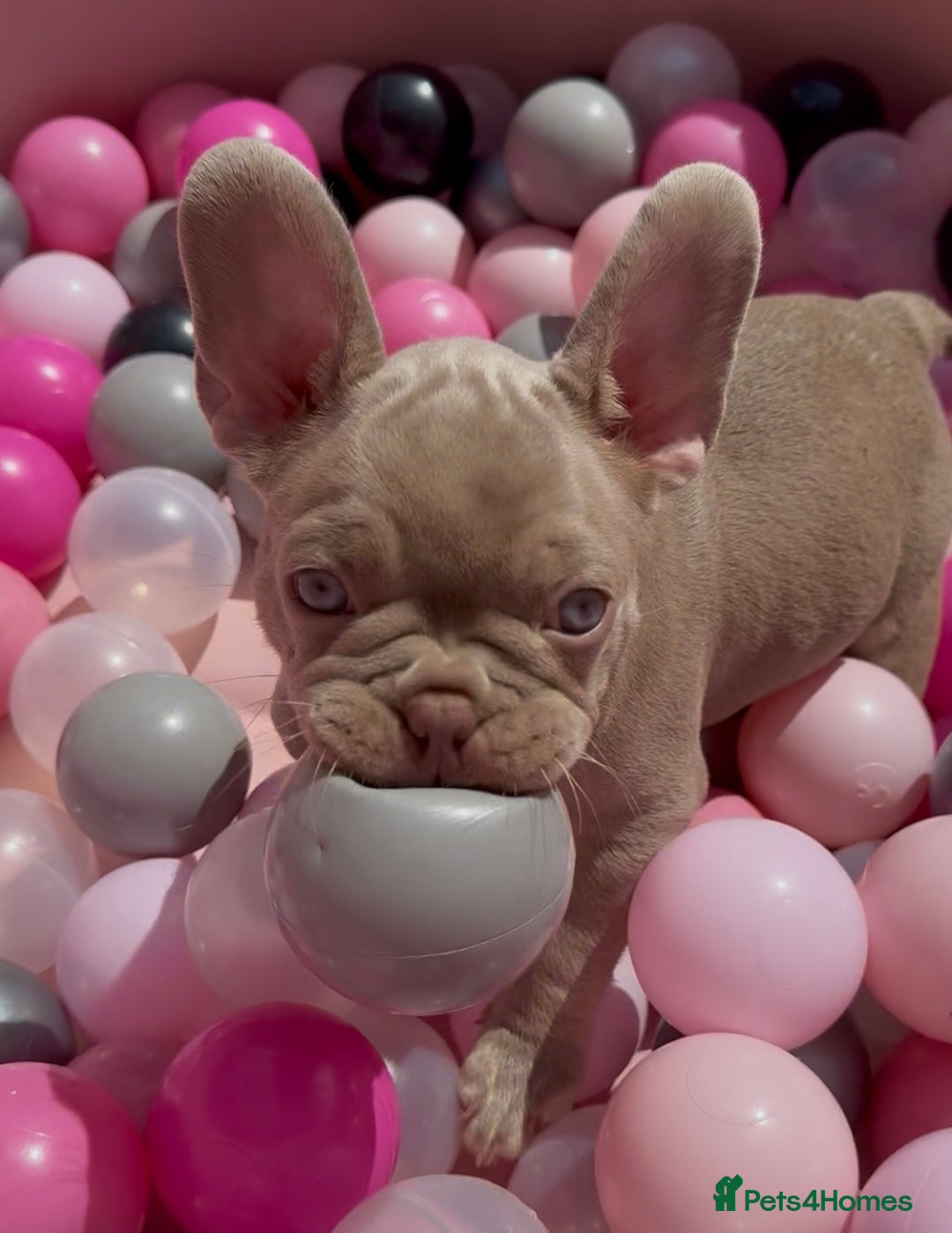 French Bulldog dogs for sale: Outstanding Isabella & Rojo French Bulldog puppies - Image 34
