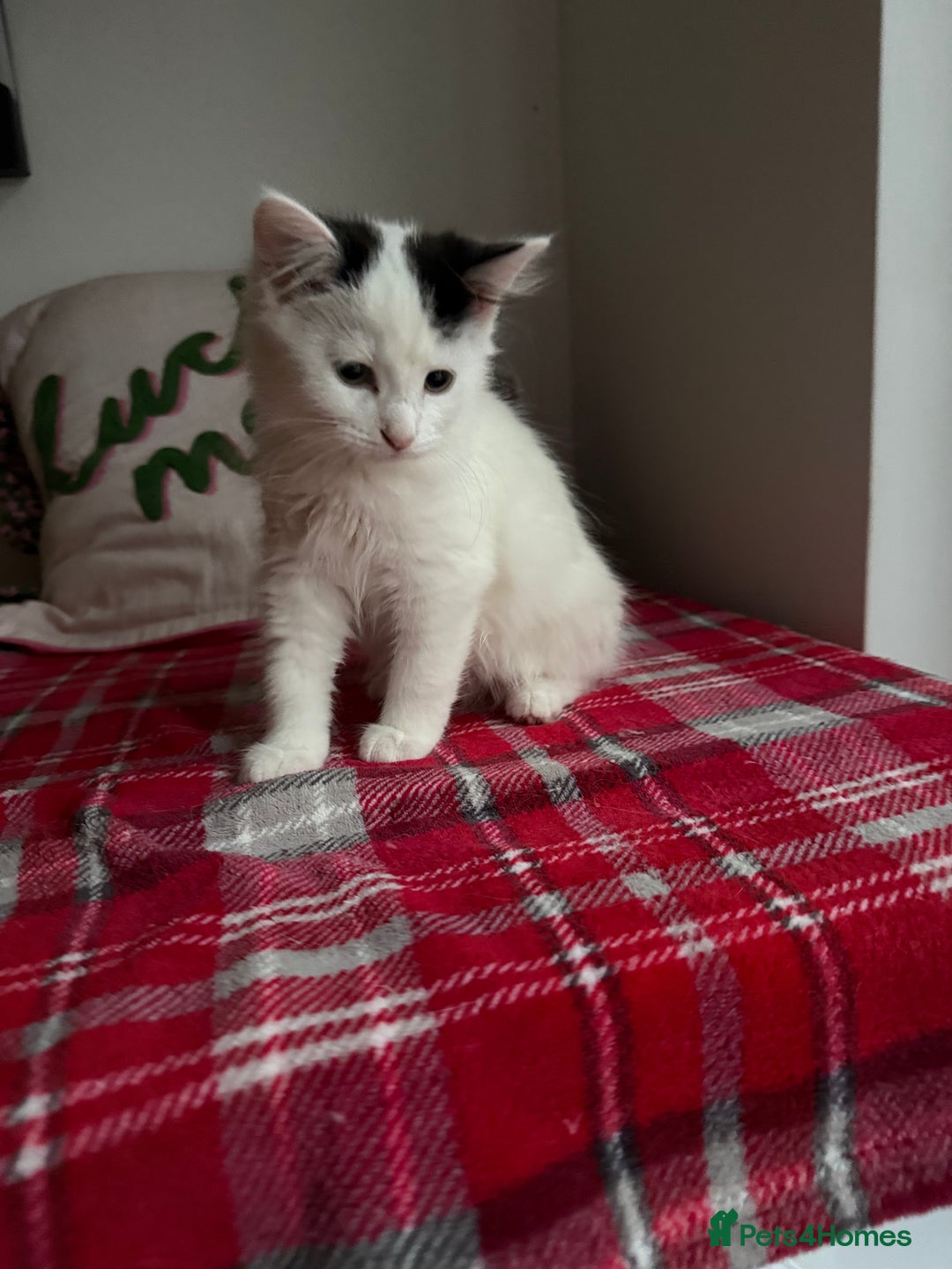 Mixed Breed cats for sale: 2 Adorable Fluffy Kittens  - Image 6