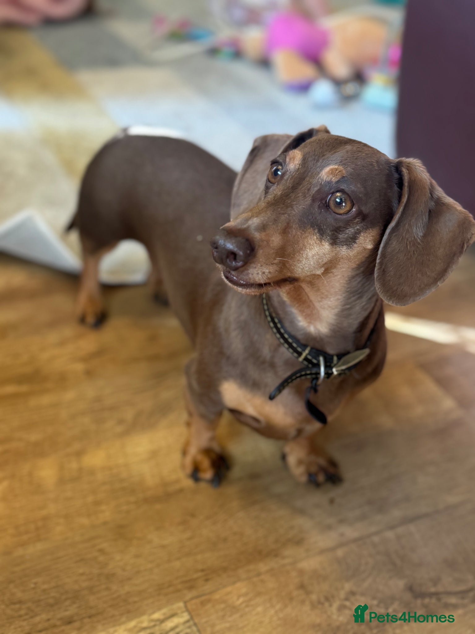 Miniature Dachshund dogs Miniature dachshund  - Advert 1