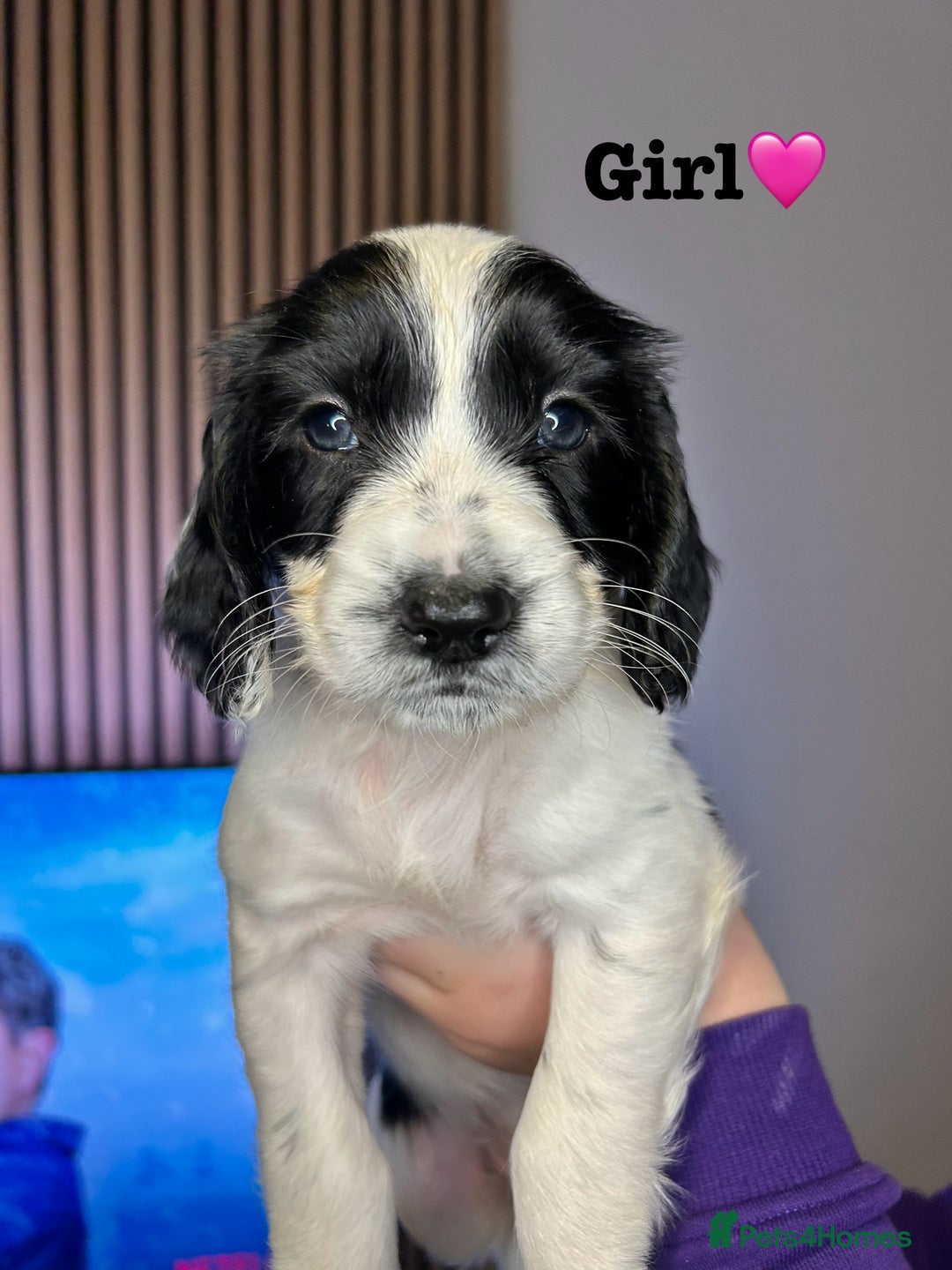 Sprocker dogs for sale: 3 Beautiful sprocker puppies - Advert 1