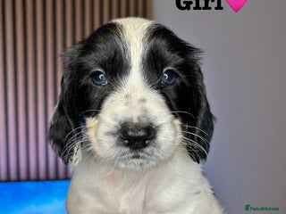 Sprocker dogs 3 Beautiful sprocker puppies - Advert 1