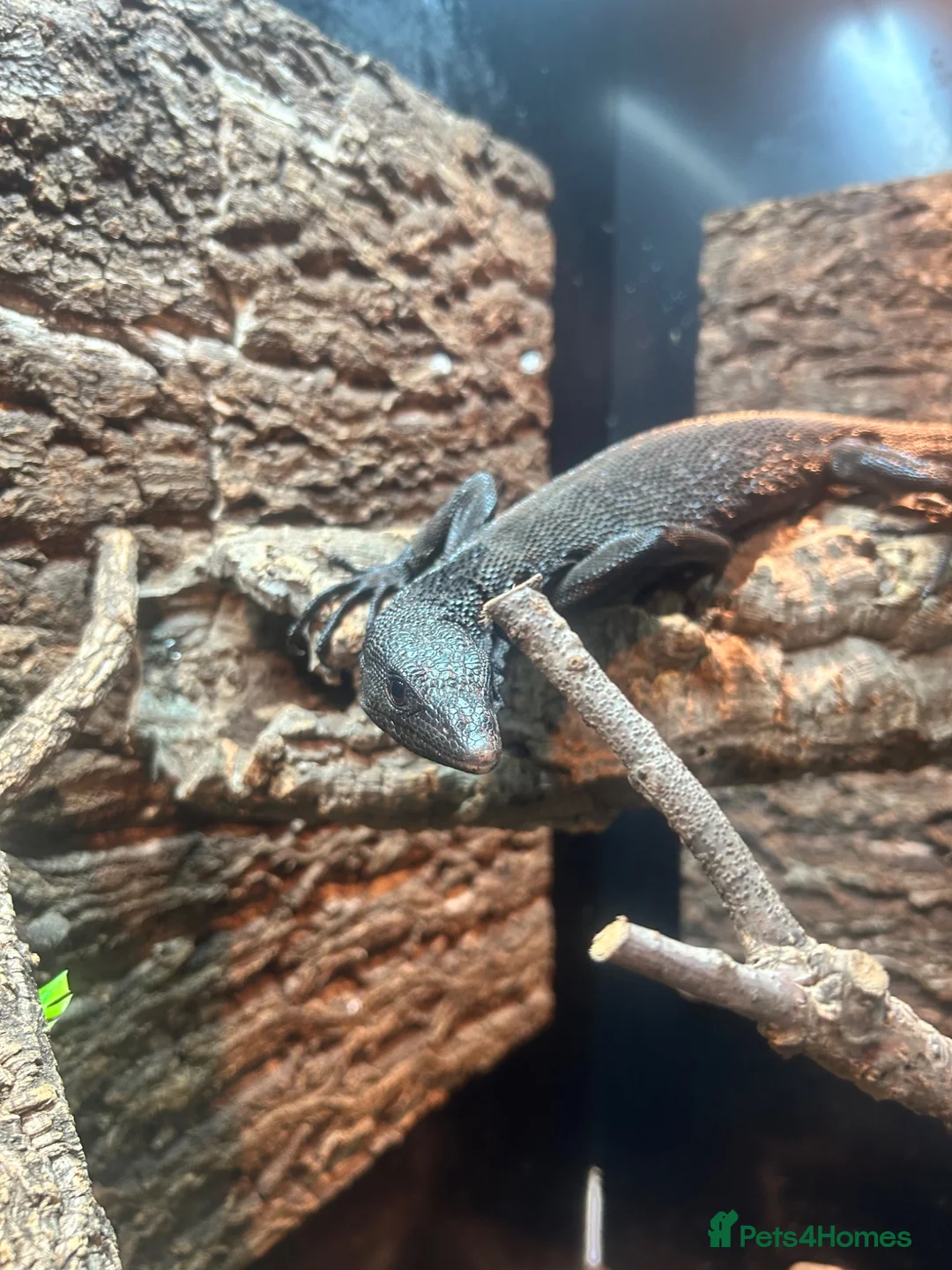 Monitor reptiles for sale: 3 year old Male Black Tree Monitor in Pontypridd - Advert 4