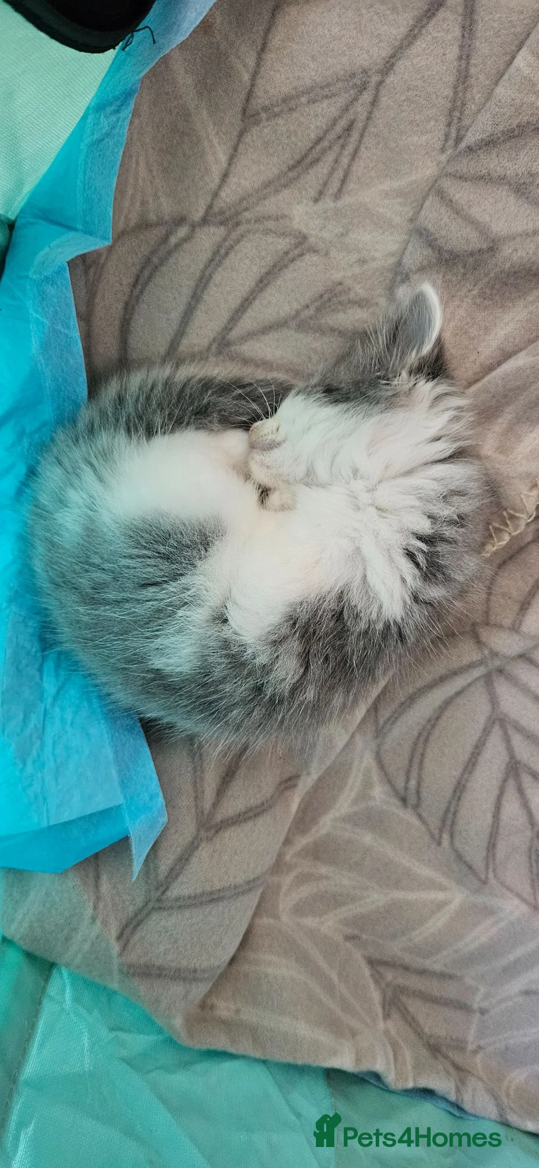 Mixed Breed cats for sale: Diluted Kittens READY for their forever homes  - Advert 2