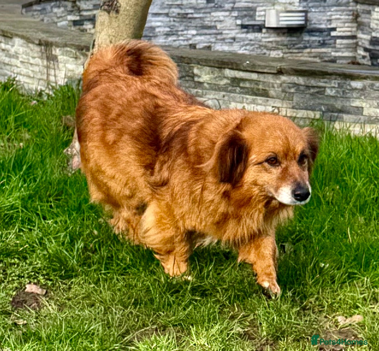 Border Collie dogs MILOSH – Border Collie (Male) - Advert 12