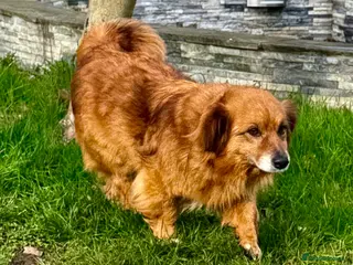 Border Collie dogs MILOSH – Border Collie (Male) - Advert 12