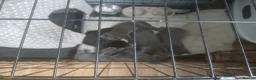 Mixed Breed cats for sale: Russian blue, mixed breed - Advert 8