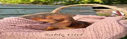 Miniature Dachshund dogs for sale: Miniature Dachshund Boys and Girl - Advert 23