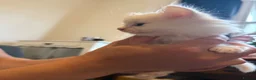 Persian cats for sale: Persian Black Mix  - Advert 16