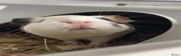 Guinea Pig rodents for sale: 2x Female Guinea Pigs in Leyland - Advert 2