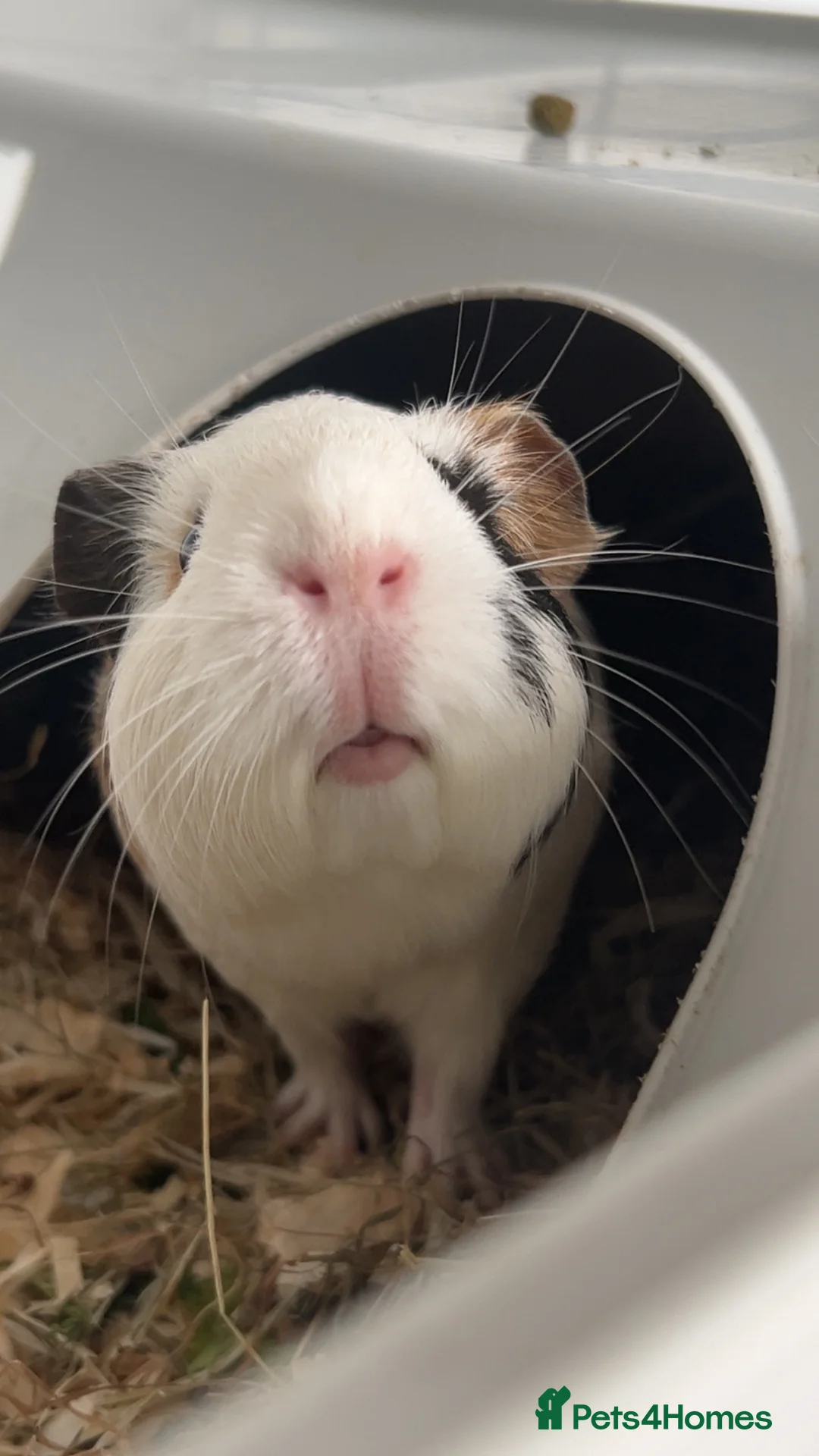 Guinea Pig rodents for sale: 2x Female Guinea Pigs in Leyland - Advert 2