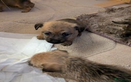 Mixed Breed dogs for sale: Norfolk terrier cross cairn terrier  - Image 11