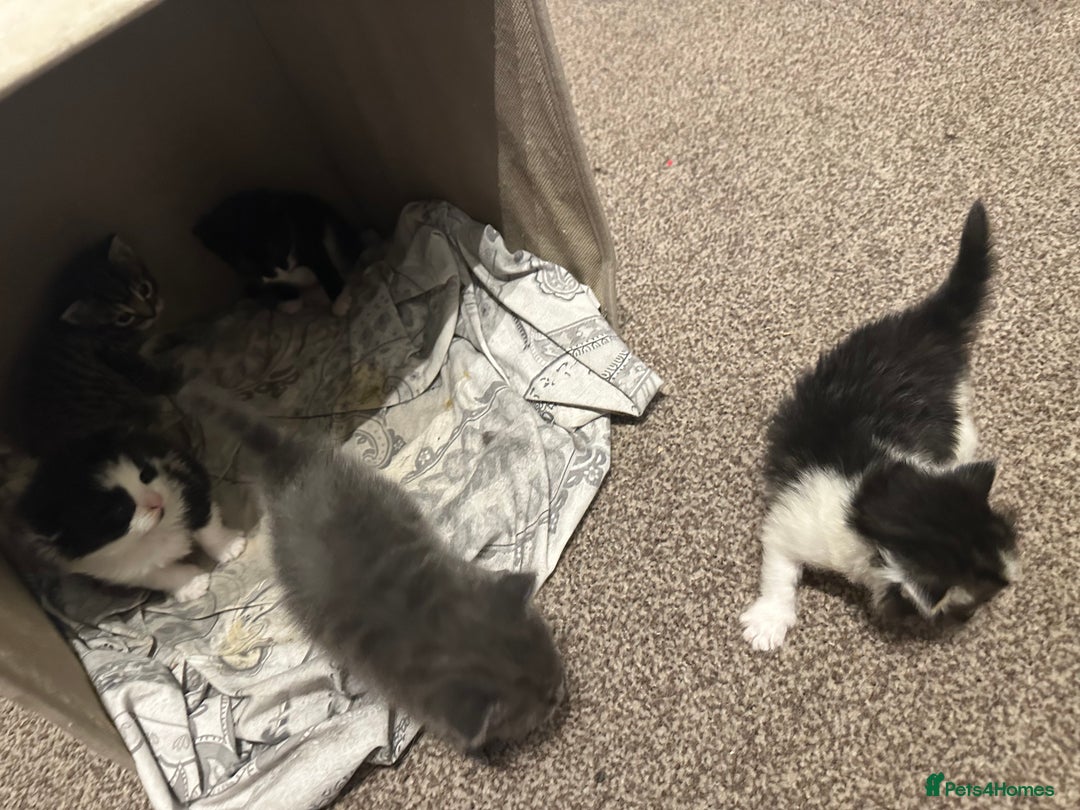 Scottish Fold cats for sale: Scottish fold (half) - Image 6