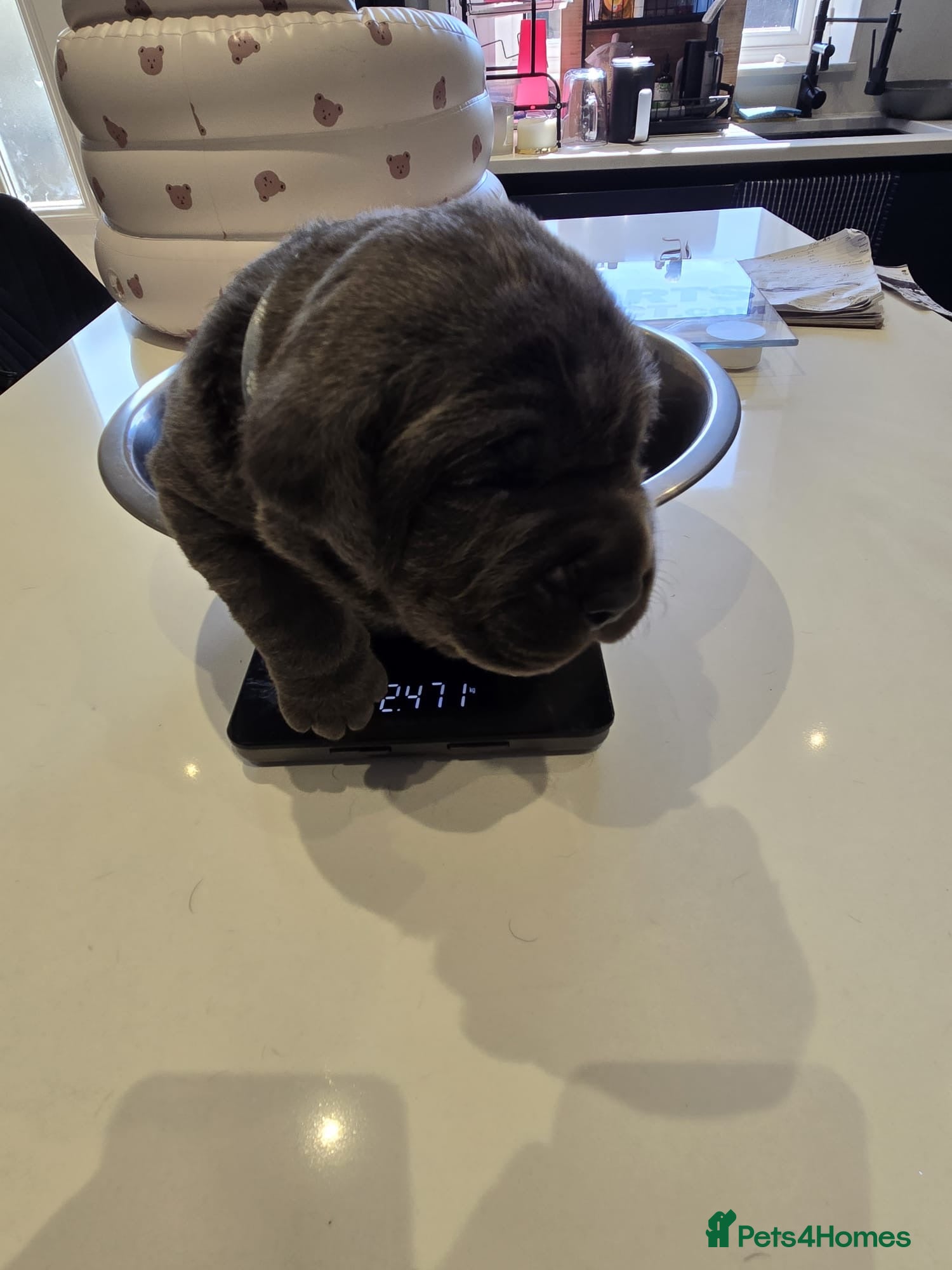 Cane Corso dogs for sale: Cane corso puppies  - Advert 6