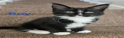 Maine Coon cats for sale: 1 Maine Coon Kitten Needing Home. - Advert 9