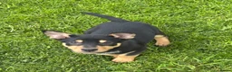 Australian Kelpie dogs for sale: Working kelpie pup  - Advert 3