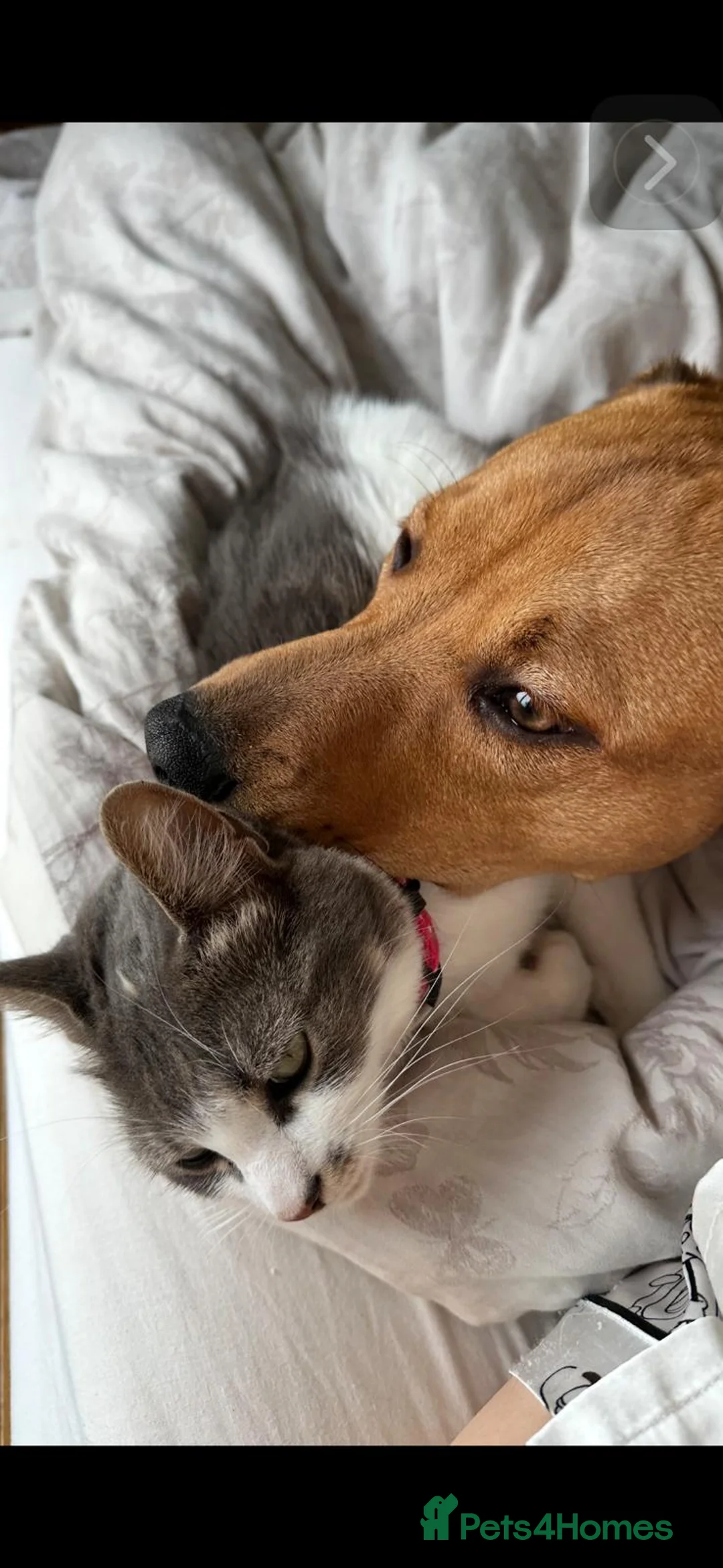 Domestic Shorthair cats for sale: NOVA mixed bread domestic short-hair  - Advert 2