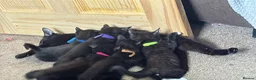 British Shorthair cats for sale: Kittens  - Advert 8