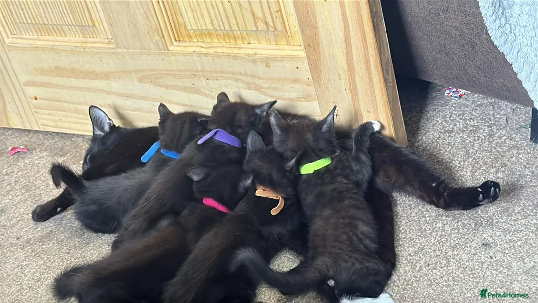 British Shorthair cats for sale: Kittens  - Advert 8
