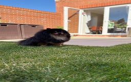 German Spitz dogs for sale: KC Reg Show Type German Spitz (Klein) For Sale. - Image 20