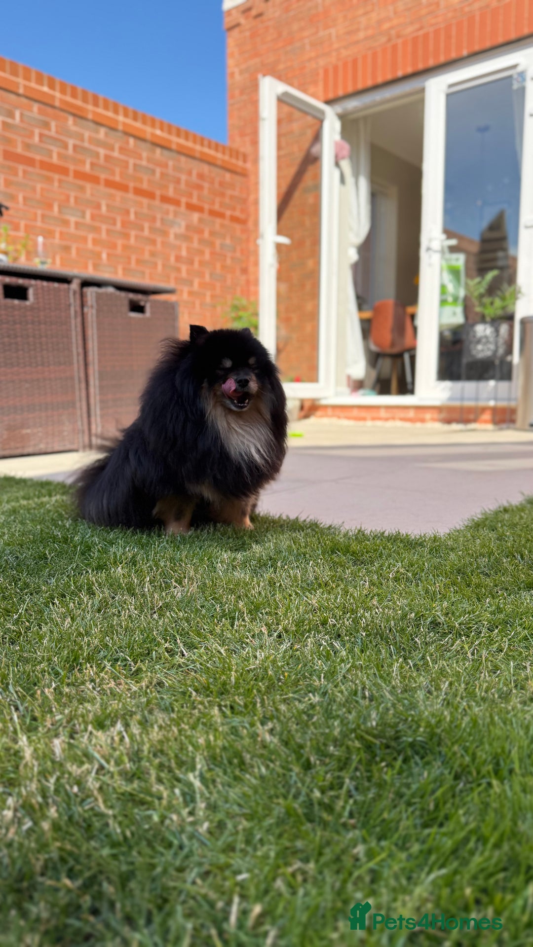 German Spitz dogs for sale: KC Reg Show Type German Spitz (Klein) For Sale. - Image 20