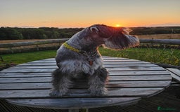 Schnauzer dogs for stud: Standard schnauzer for Stud - Image 5