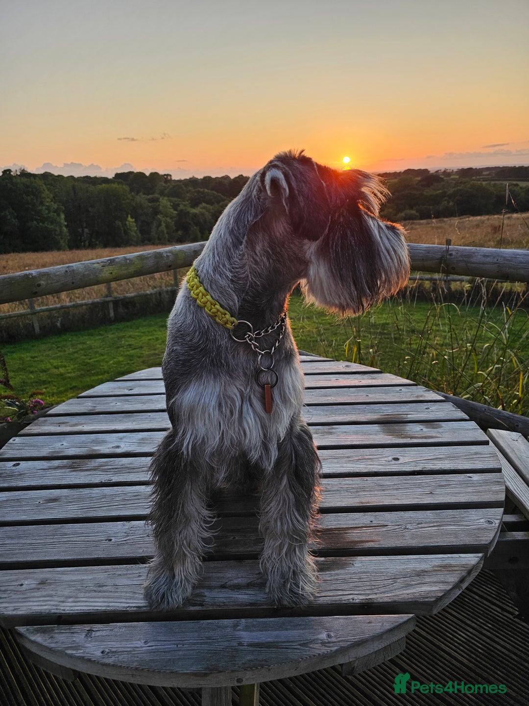 Schnauzer dogs for stud: Standard schnauzer for Stud - Image 5