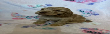 Cocker Spaniel 4