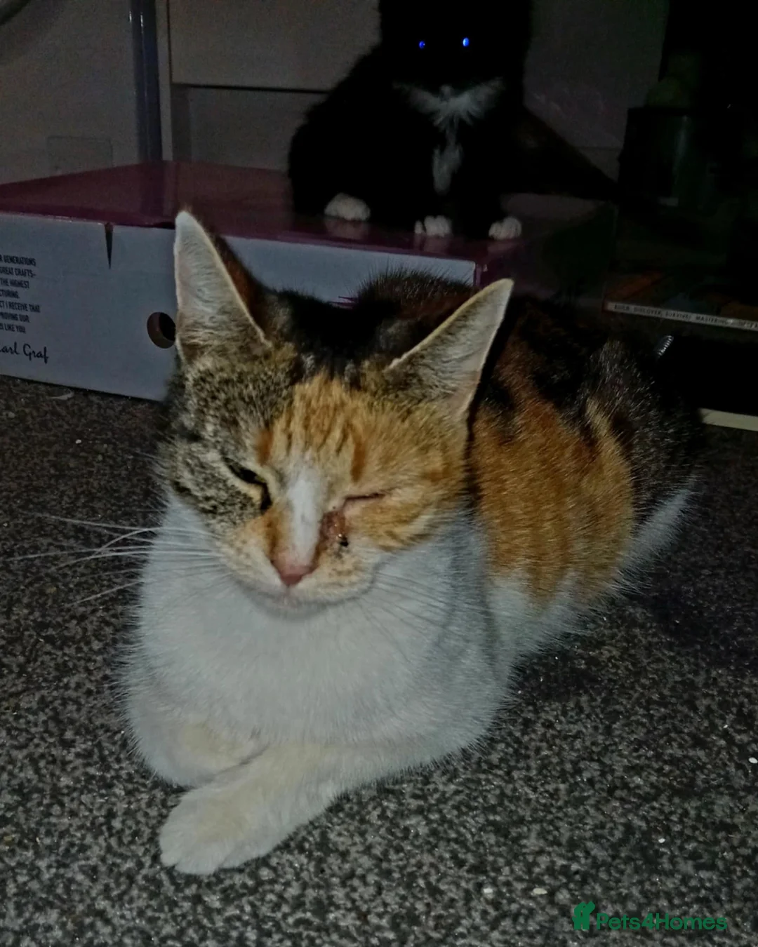 American Shorthair cats for sale: Tri coloured, 2 Ginger kittens and mother  - Advert 5
