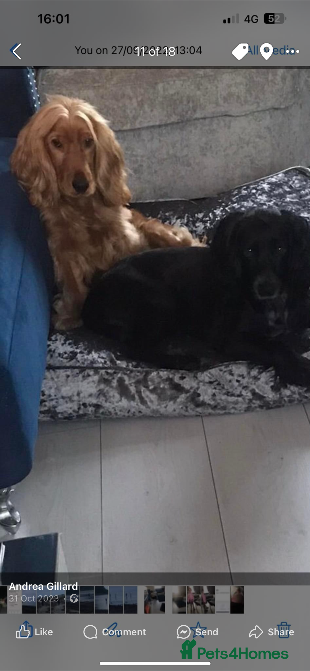 Cocker Spaniel dogs for sale: 5 th Generation Cocker Spaniel Pups/Ready to leave - Image 8