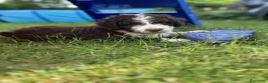 Spanish Water Dog 8