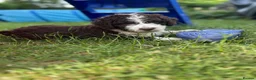 Spanish Water Dog dogs for sale: Spanish Water Dog - Advert 16