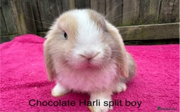 Mini Lop rabbits for sale: Friendly pure mini lops - Image 3