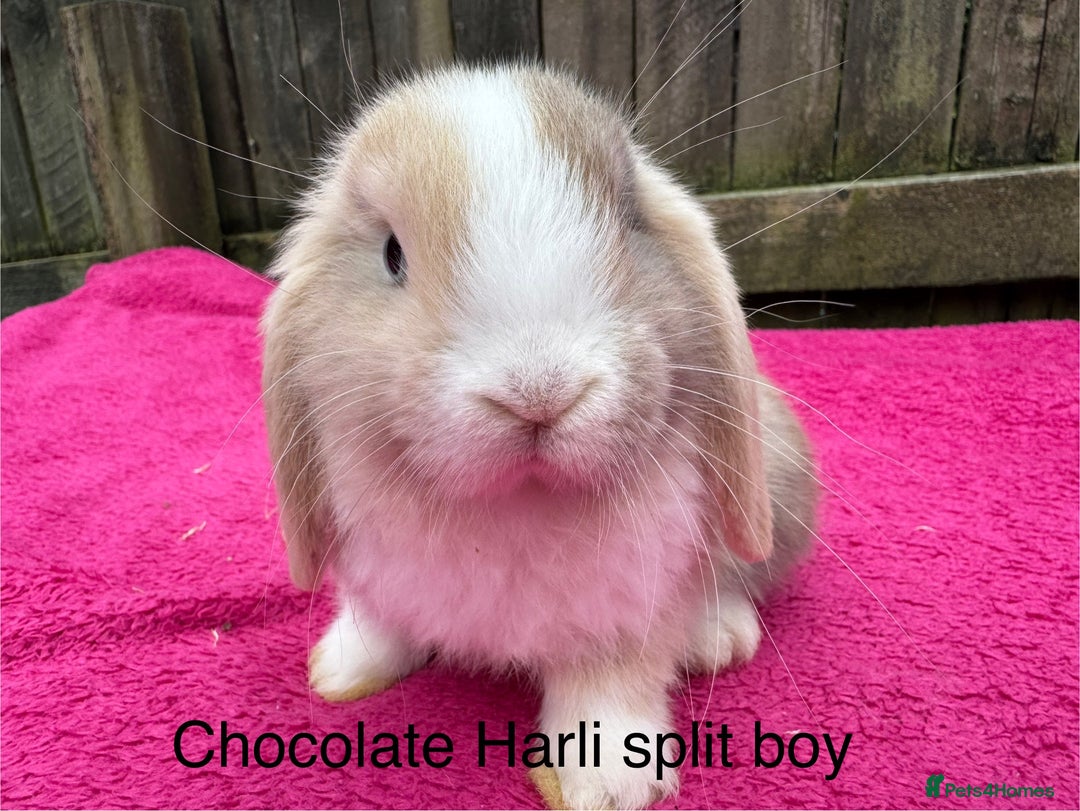 Mini Lop rabbits for sale: Friendly pure mini lops - Image 3