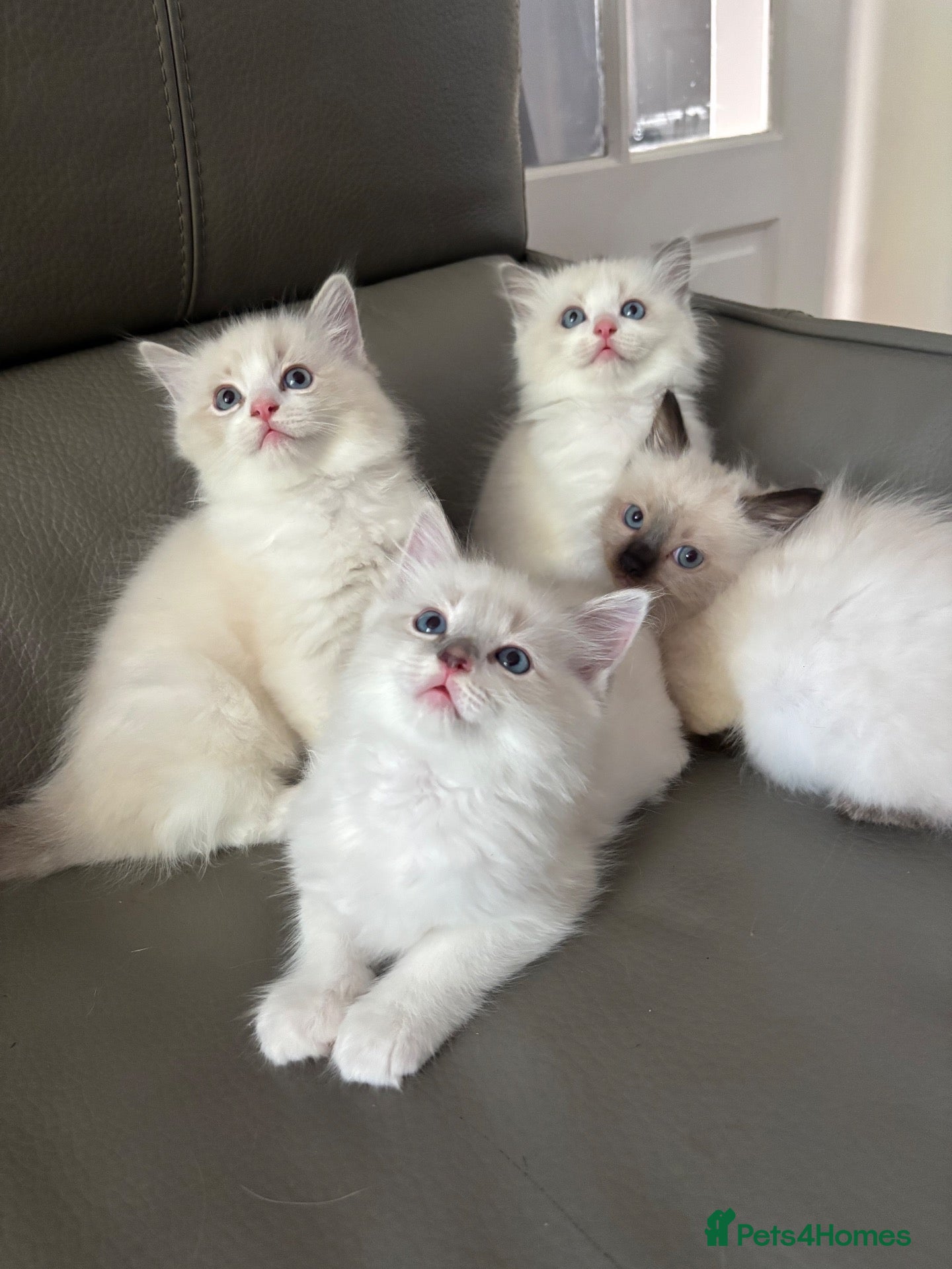 Ragdoll cats  stunning lilac / crisp white ragdoll kittens  - Advert 13