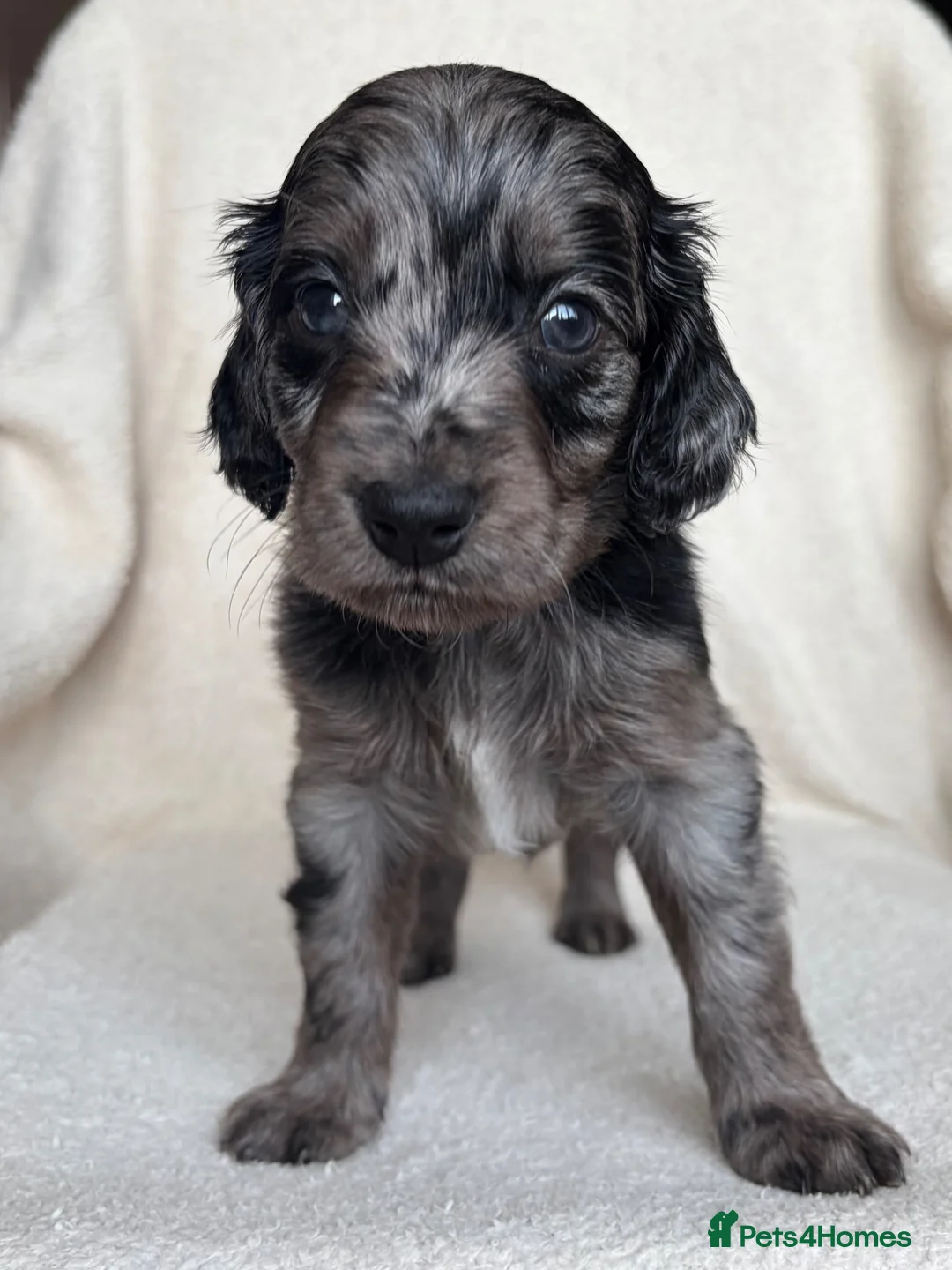 Cockapoo dogs for sale: Unique and exquisite pups  - Advert 2