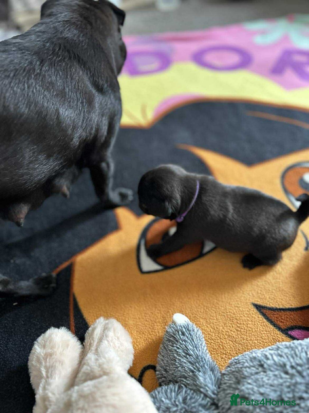 Pug dogs for sale: KCreg pug puppies for sale. - Image 29