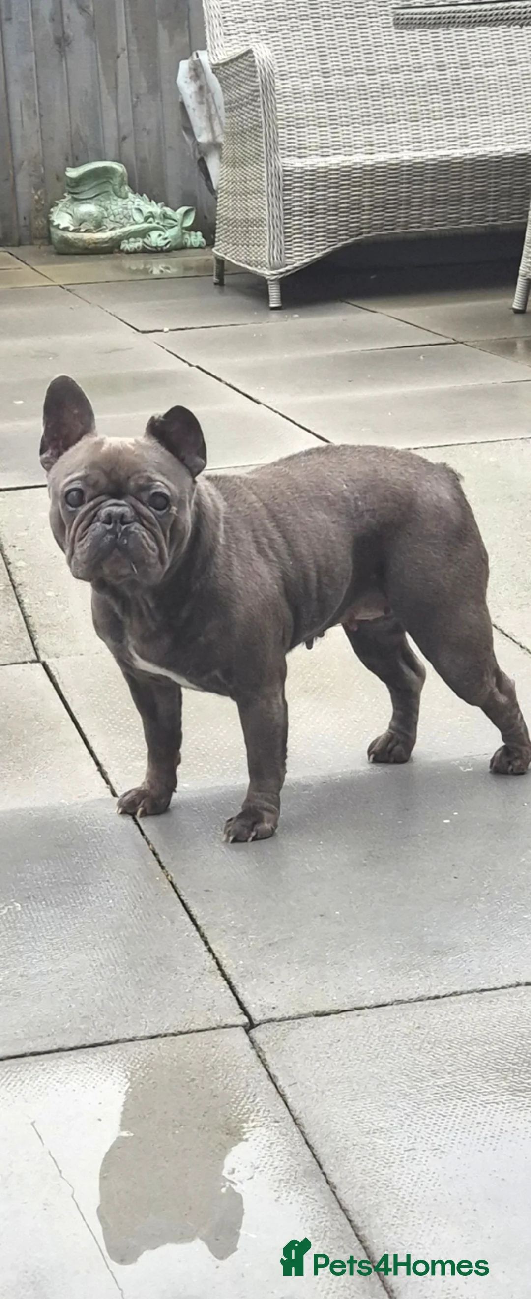 French Bulldog dogs for sale: French bulldog Lola - Advert 2