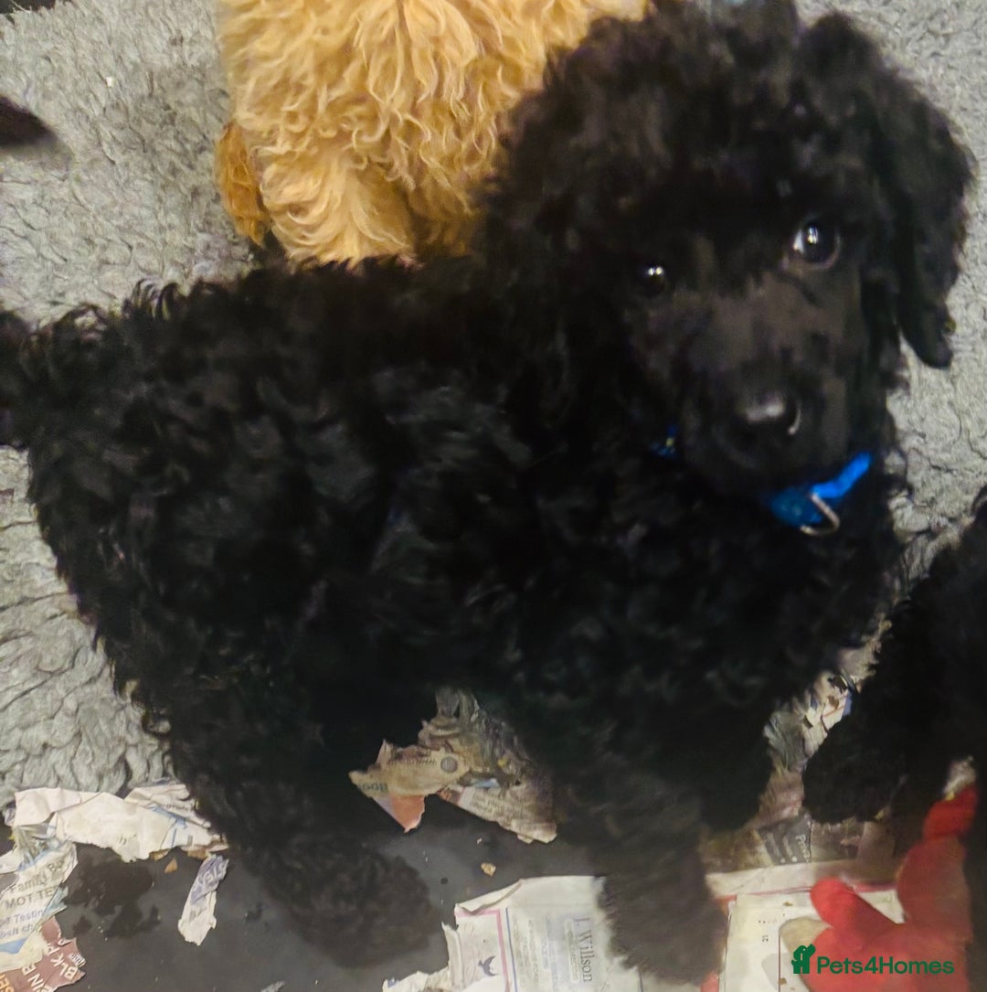 Standard Poodle dogs for sale: Kc standard poodles  - Advert 2