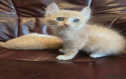 Mixed Breed cats for sale: Two ginger boys and one Flame point - Image 25