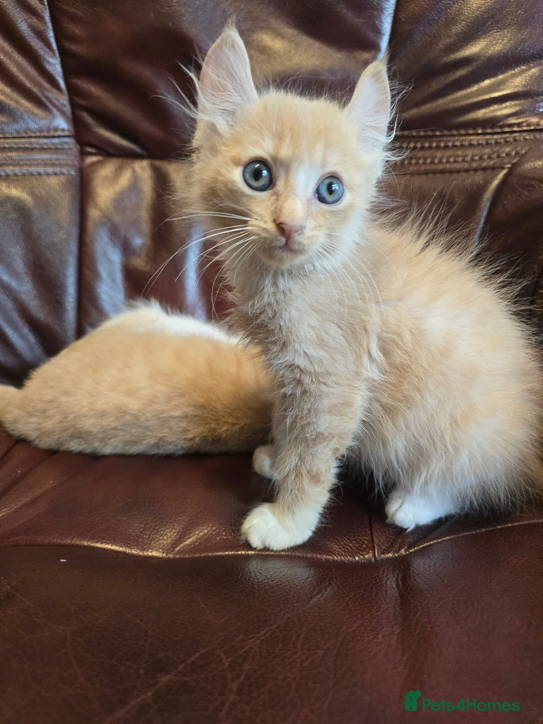 Mixed Breed cats for sale: Two ginger boys and one Flame point - Image 25