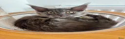 Maine Coon cats for sale: REDUCED TICA Black Smoke Maine Coon Girls - Advert 9