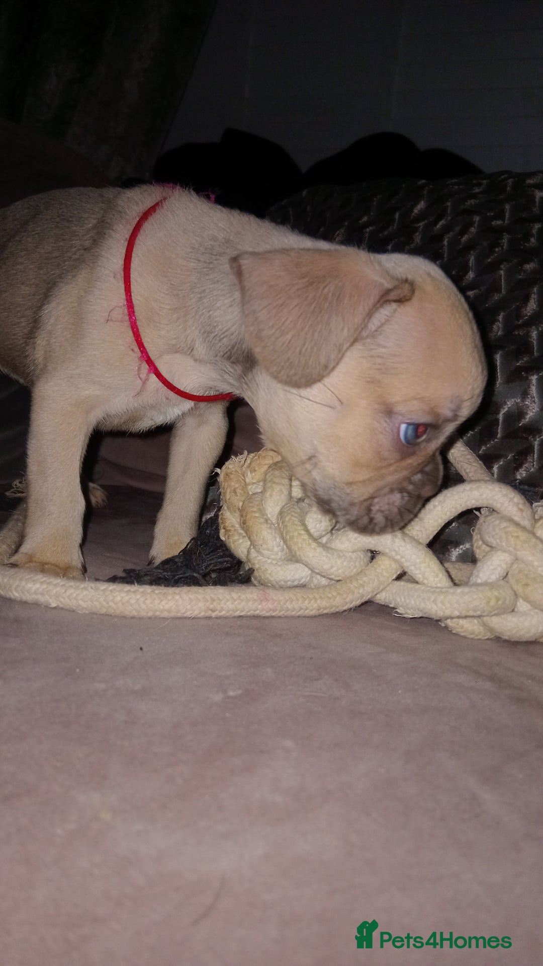 French Bulldog dogs for sale: French Bulldog pups - Advert 12