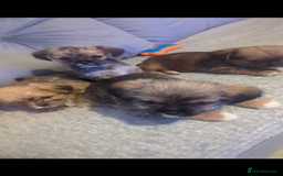 Shorkie dogs for sale: Shorkie puppies for sale - Image 2