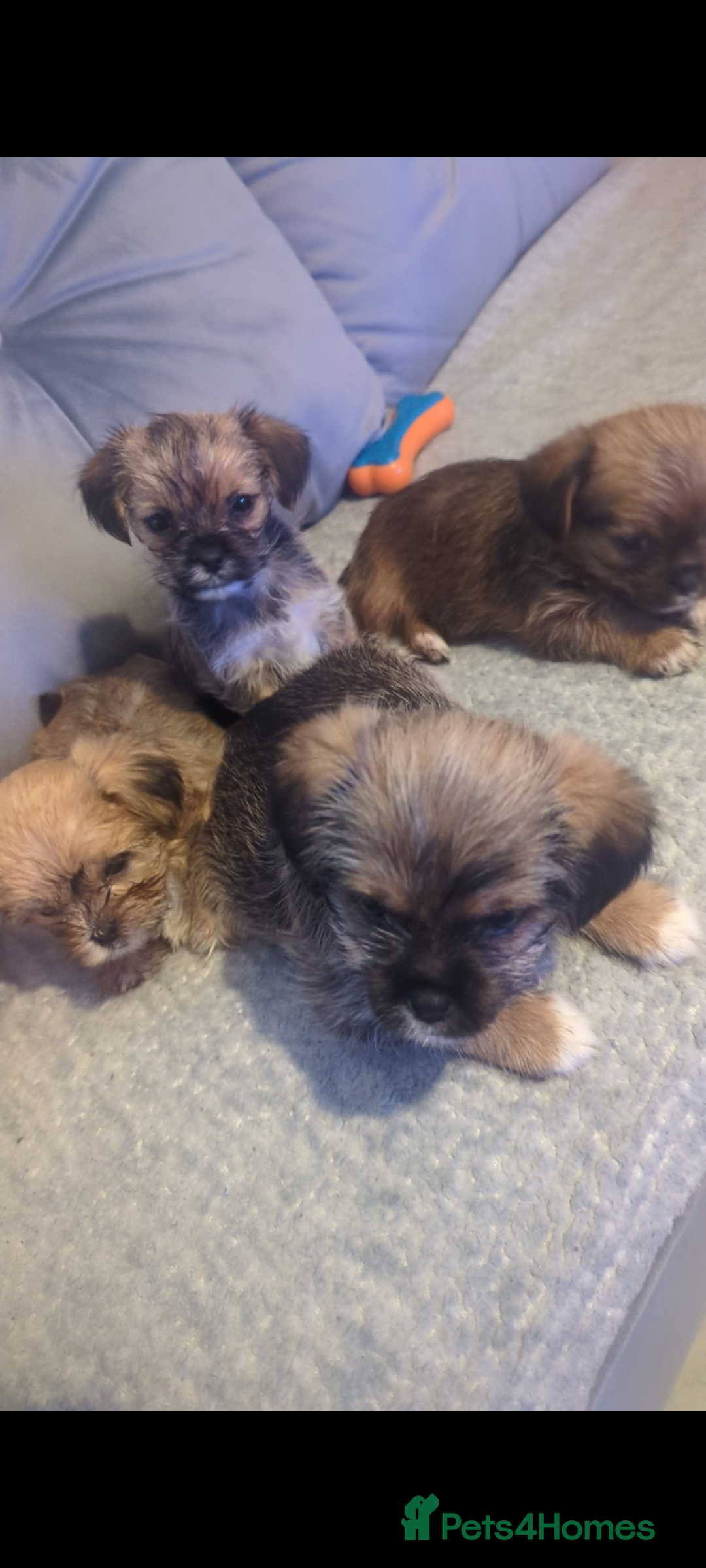 Shorkie dogs for sale: Shorkie puppies for sale - Image 2