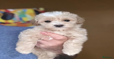 Maltipoo dogs - Advert 7