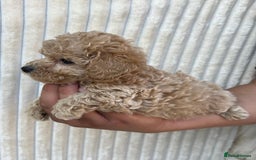 Maltipoo dogs for sale: Blue eyes F1 Maltipoo puppies - Image 11