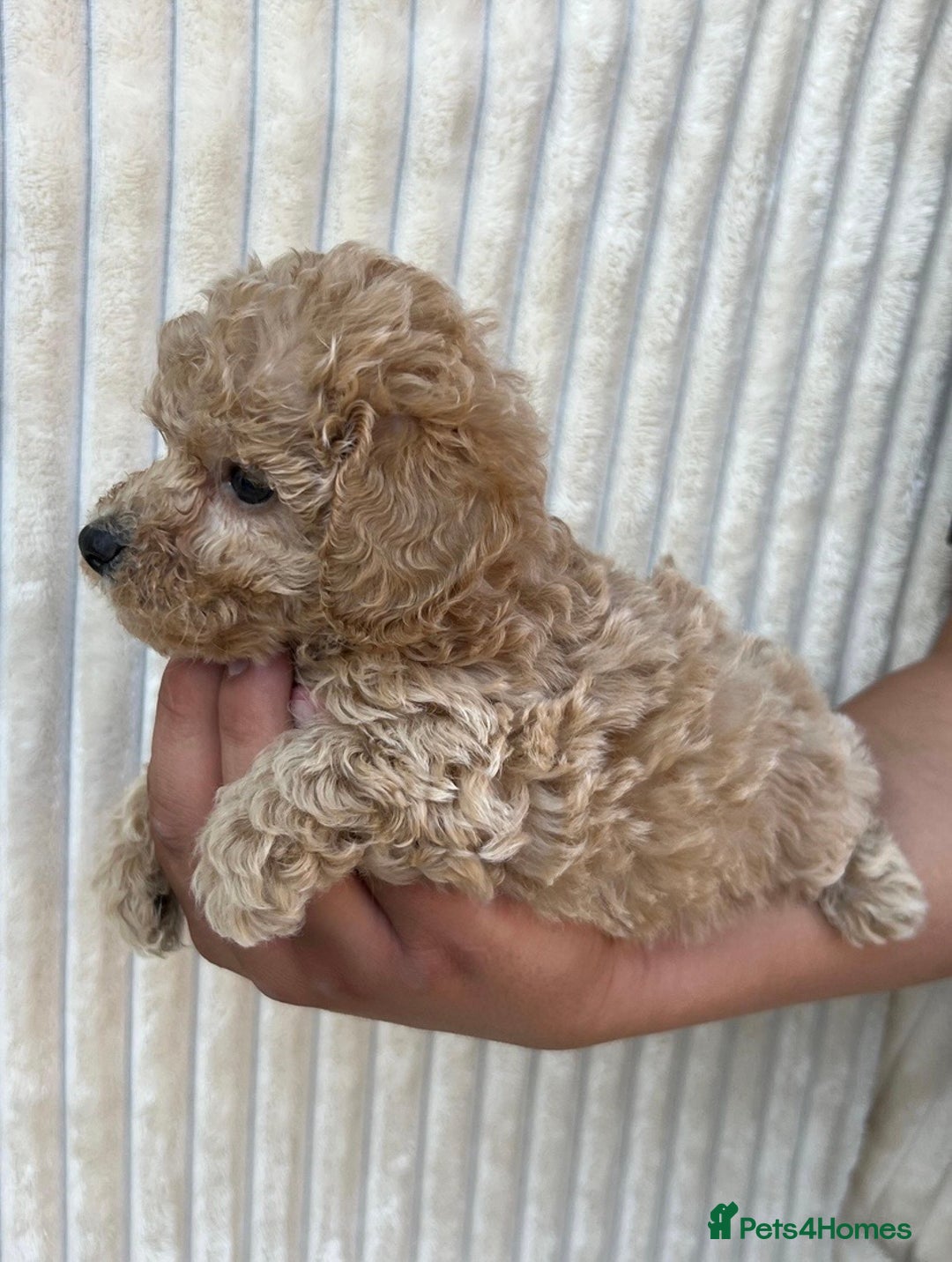 Maltipoo dogs for sale: Blue eyes F1 Maltipoo puppies - Image 11
