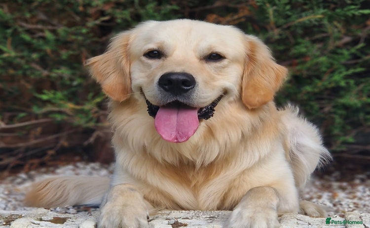 Golden Retriever dogs - Advert 1